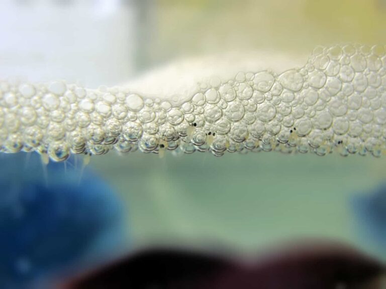 Betta_fry_in_bubble_nest-scaled